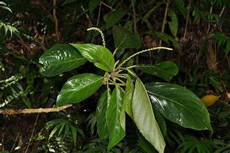 Claoxylon hainanense